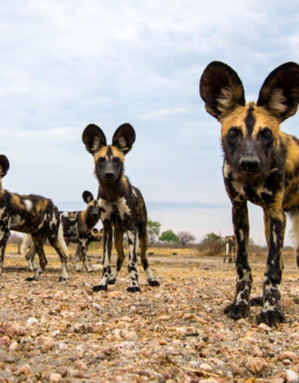 WILD-DOGS mikumi